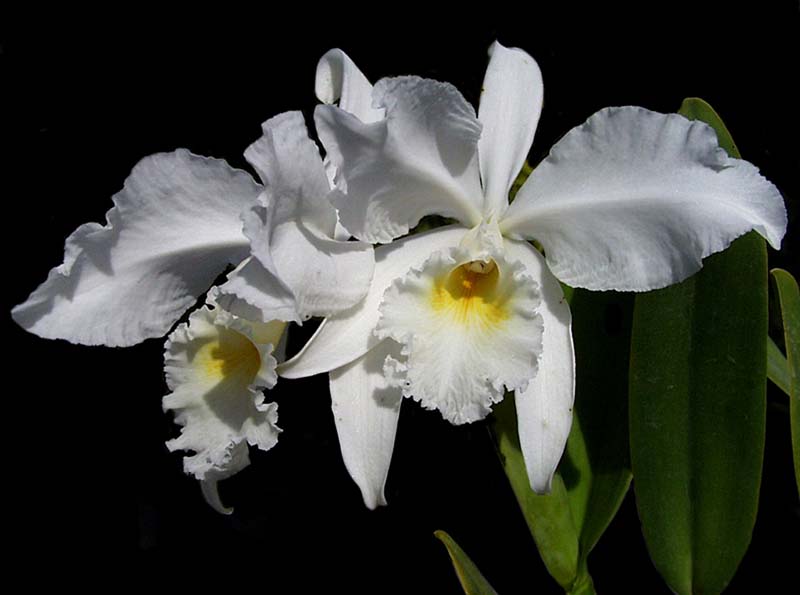 cattleya_warneri_alba_cd