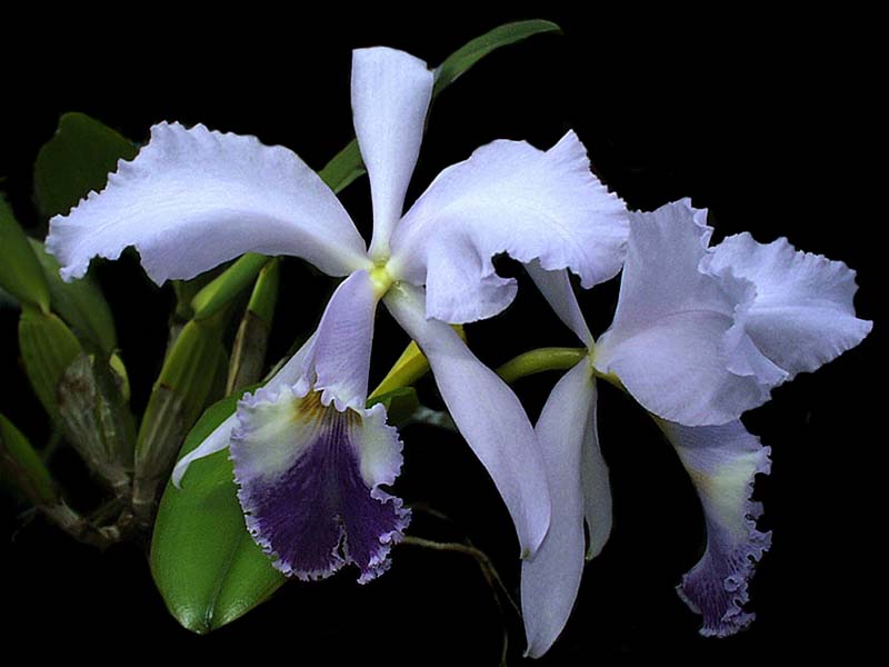 cattleya_warneri_coerulea_cd