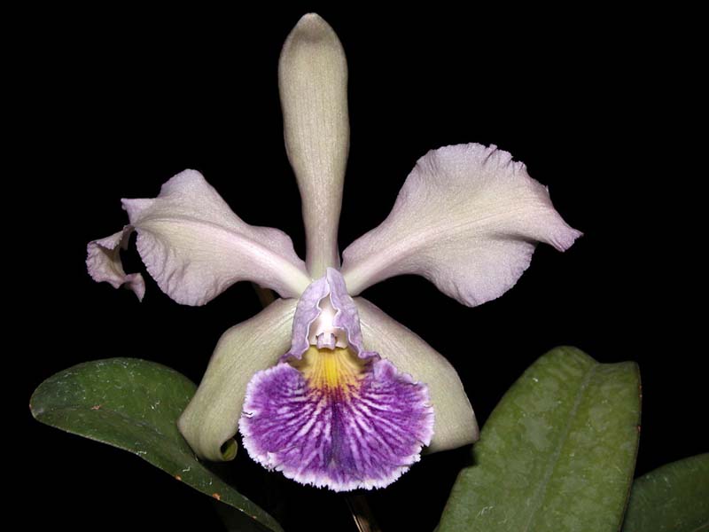 cattleya_whitei2_cd