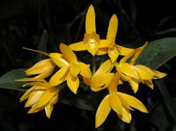 cattleya_aurantiaca_yellow_ws_cd