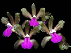 cattleya_bicolor2_cd