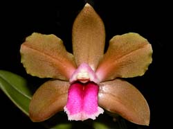 cattleya_bicolor3_cd