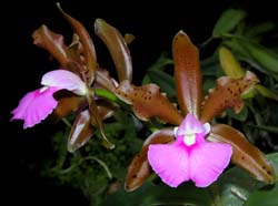 cattleya_bicolor4_cd