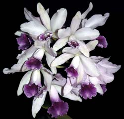 cattleya_bowringeana_coerulea_cd