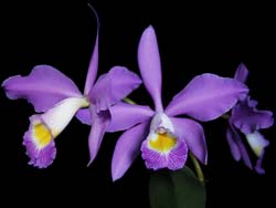 cattleya_brymeriana_cd