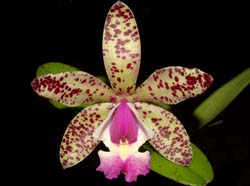 cattleya_calummataxPeckhaviensis_WS_cd