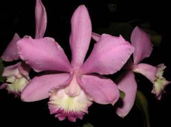 cattleya_dolosa_cd