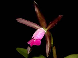 cattleya_dormaniana_cd