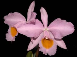 cattleya_eldorado_concolor2_cd