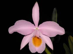 cattleya_eldorado_concolor3_cd