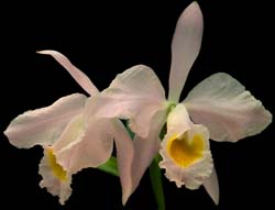 cattleya_eldorado_concolor_cd