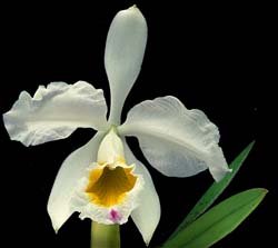 cattleya_eldorado_semialba_cd