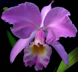 cattleya_gaskelliana klein