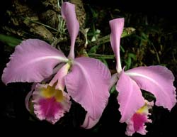 cattleya_gaskelliana3_cd