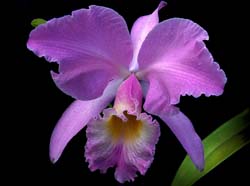 cattleya_gaskelliana_cd