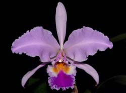 cattleya_gaskelliana_coerulea_ws_cd