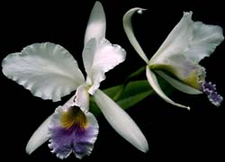 cattleya_gaskelliana_coeruleabd_cd