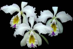 cattleya_gaskelliana_semialba_cd