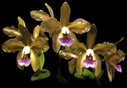 cattleya_granulosa_cd