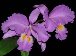 cattleya_gravesiana_ip_cd