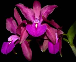 cattleya_grossii_cd