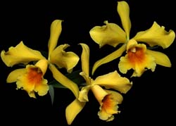 cattleya_honigmond_cd