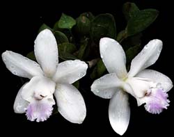 cattleya_intermedia_ dwarf