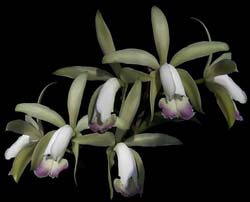 cattleya_intermedia_ irrorata_cd