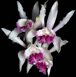 cattleya_intermedia_ sanguinea_cd