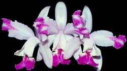 cattleya_intermedia_aquinii2_cd