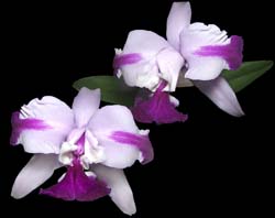 cattleya_intermedia_aquinii_cd