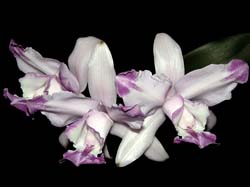 cattleya_intermedia_aquiniicoerulea_cd