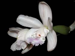 cattleya_intermedia_dwarf2_cd