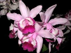 cattleya_intermedia_orlata3_cd