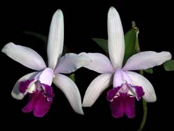 cattleya_intermedia_orlata_cd