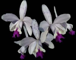 cattleya_intermedia_punctata_cd