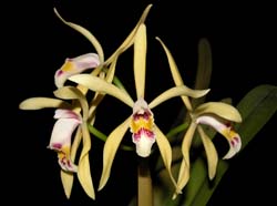 cattleya_iricolor3_cd