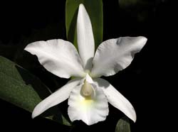 cattleya_jenmanii_alba_ws_cd