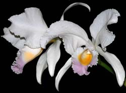 cattleya_jenmanii_ip_cd