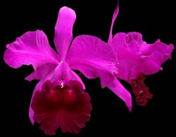 cattleya_jenmanii_rosea_cd