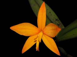 cattleya_kautskiixscoccinea_cd