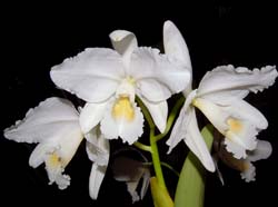 cattleya_labiata_alba_ws_cd