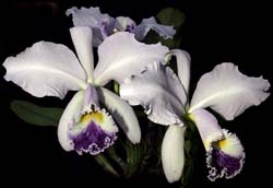 cattleya_labiata_coerulea_cd