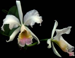 cattleya_labiata_fowleana_cd