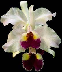 cattleya_labiata_semialba_cd