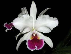 cattleya_labiata_semialba_cooksoniae_cd