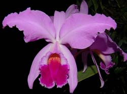 cattleya_labiata_ws_cd