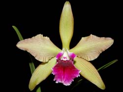 cattleya_lc. tenebrosa x penny kuroda_ws_cd