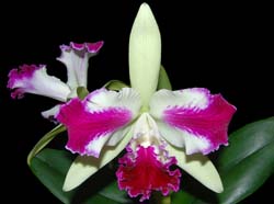 cattleya_lc.taiwan beauty_ws_cd