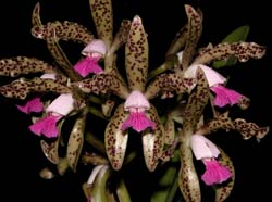 cattleya_leopoldii2_cd